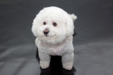Cute bichon frise isolated on a black background.