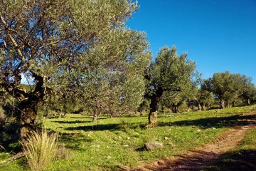 Olive grove in Peloponnese, Greece