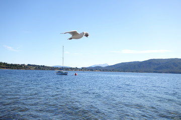 ニュージーランド、テ・アナウの湖、飛ぶカモメ
