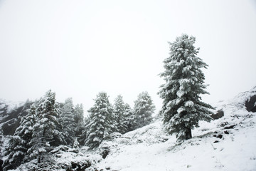 View Landscape snow snowing covered on pine tree at top of mountain in Kaunergrat nature park in Tyrol, Austria