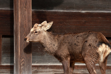 Deer standing and background wooden wall at Nara, Japan.