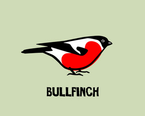 Hand drawn bullfinch