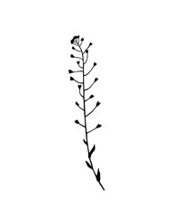 Fototapeta premium Hand drawn meadow grass