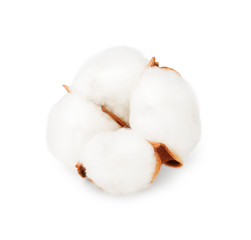 Cotton plant flower isolated on white background