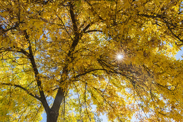 Fototapeta na wymiar sunshine through yellow leaves on big tree in autumn