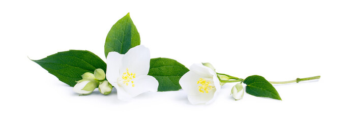 White flowers of jasmine on the white background - obrazy, fototapety, plakaty