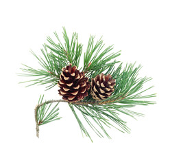 Pine tree branches with cones isolated on white background. Design element for christmas cards, banners, flyers, posters.