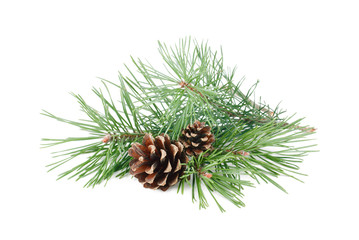 Pine tree branches with cones isolated on white background. - obrazy, fototapety, plakaty