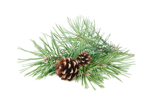 Pine tree branches with cones isolated on white background.