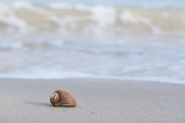 A seashell on the beach