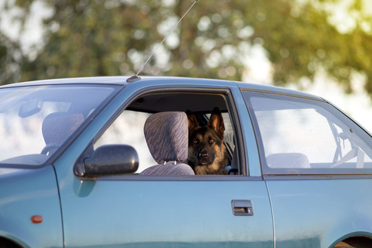 Hund im heißen auto im sommer eingesperrt bei hoher temperatur