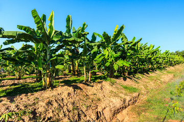 Planting a mixture of banana and durian  in the garden.