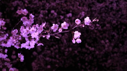 ライトアップされた夜桜