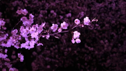 Tableaux ronds sur aluminium brossé Fleur de cerisier ライトアップされた夜桜