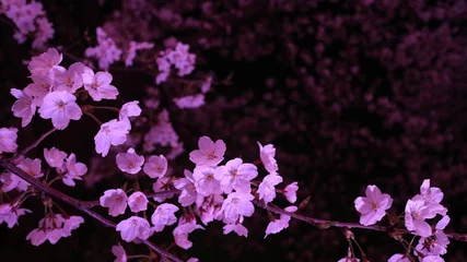 Beleuchtete Kirschblüten in der Nacht © ki3c