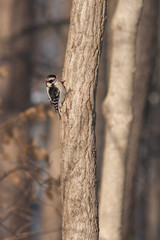 Downey Woodpecker on a tree