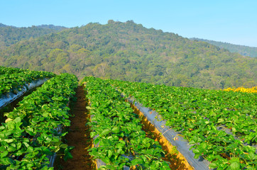 Fototapeta na wymiar Strawberry field at northern of Thailand.