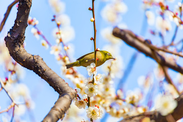 The Japanese White eye.The background is white plum blossoms and red plum blossoms.Located in Tokyo Prefecture Japan.
