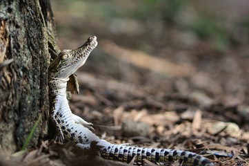 Croco holiday 