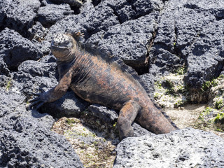 Portrait of the bizarre Marine Iguana, Amblyrhynchus cristatus hassi, Santa Cruz, Galapagos, Ecuador