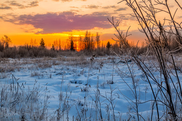 Sunset over the forest