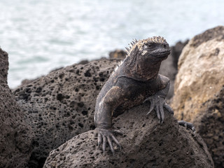 Portrait of the bizarre Marine Iguana, Amblyrhynchus cristatus hassi, Santa Cruz, Galapagos, Ecuador