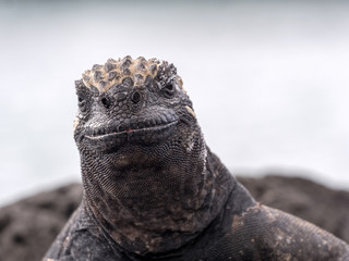 Portrait of the bizarre Marine Iguana, Amblyrhynchus cristatus hassi, Santa Cruz, Galapagos, Ecuador