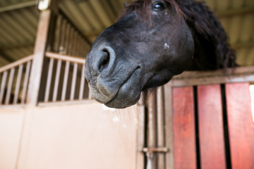 Black, brown, white horse close up portrait at farm