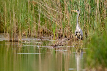 Ein Graureiher (Ardea cinerea) watet auf Nahrungsuche durch einen Teich in Frankfurt, Deutschland, Europa.