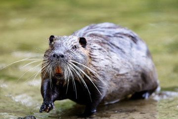 Nutria (Myocastor coypus) im Naturschutzgebiet Mönchbruch bei Mörfelden in Hessen, Deutschland, Europa.