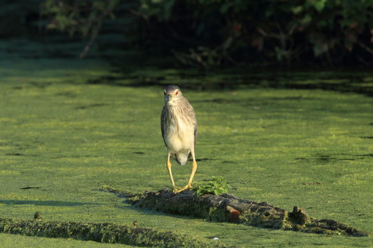black-crowned night heron (Nycticorax nycticorax) BADEN WÜRTTEMBERG Germany