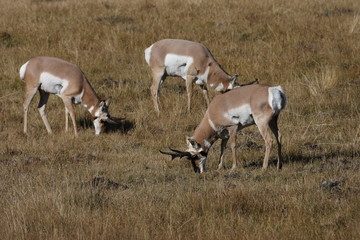 Pronghorn Wyoming, Yellowstone National Park