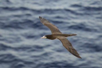 Brown Booby, Sula Leucogaster, flying over the ocean.