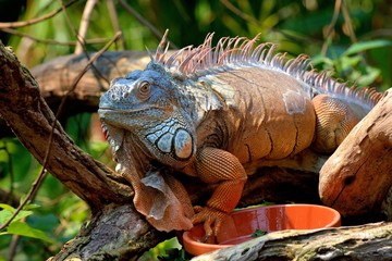 Leguan