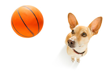 basketball player dog