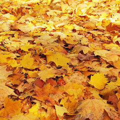 Beautiful autumn. Carpet of leaves