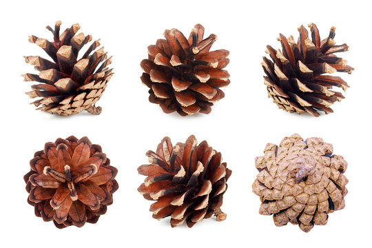 Set of pine cones isolated on white background