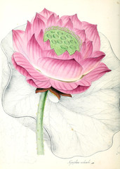 Botanical illustration. 
