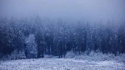Woods in Wintertime