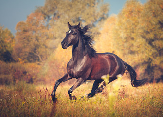 Fototapeta na wymiar Dark brown mare galloping on the autumn nature background