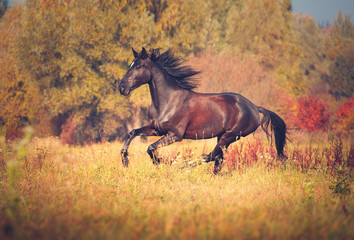Dark brown trotter horse galloping on the differnt color autumn trees background