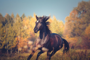 Portrait of Orlov trotter breed horse running on the yellow autumn trees and blue sky nature...