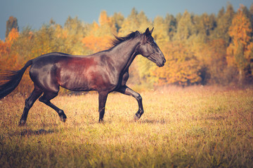 Black horse trotting on the autumn nature background