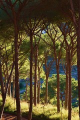 Forest of pine trees in the morning light