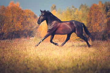 Black horse galloping on the autumn nature background