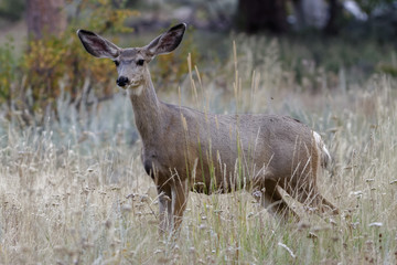 Wild Deer on the High Plains of Colorado