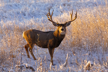 Wild Deer on the High Plains of Colorado