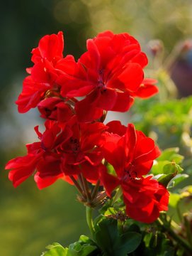 red flowers of geranium close up