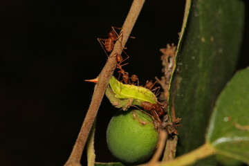 ant eat caterpillar