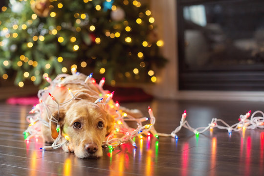 Silly dog wrapped in Christmas lights.